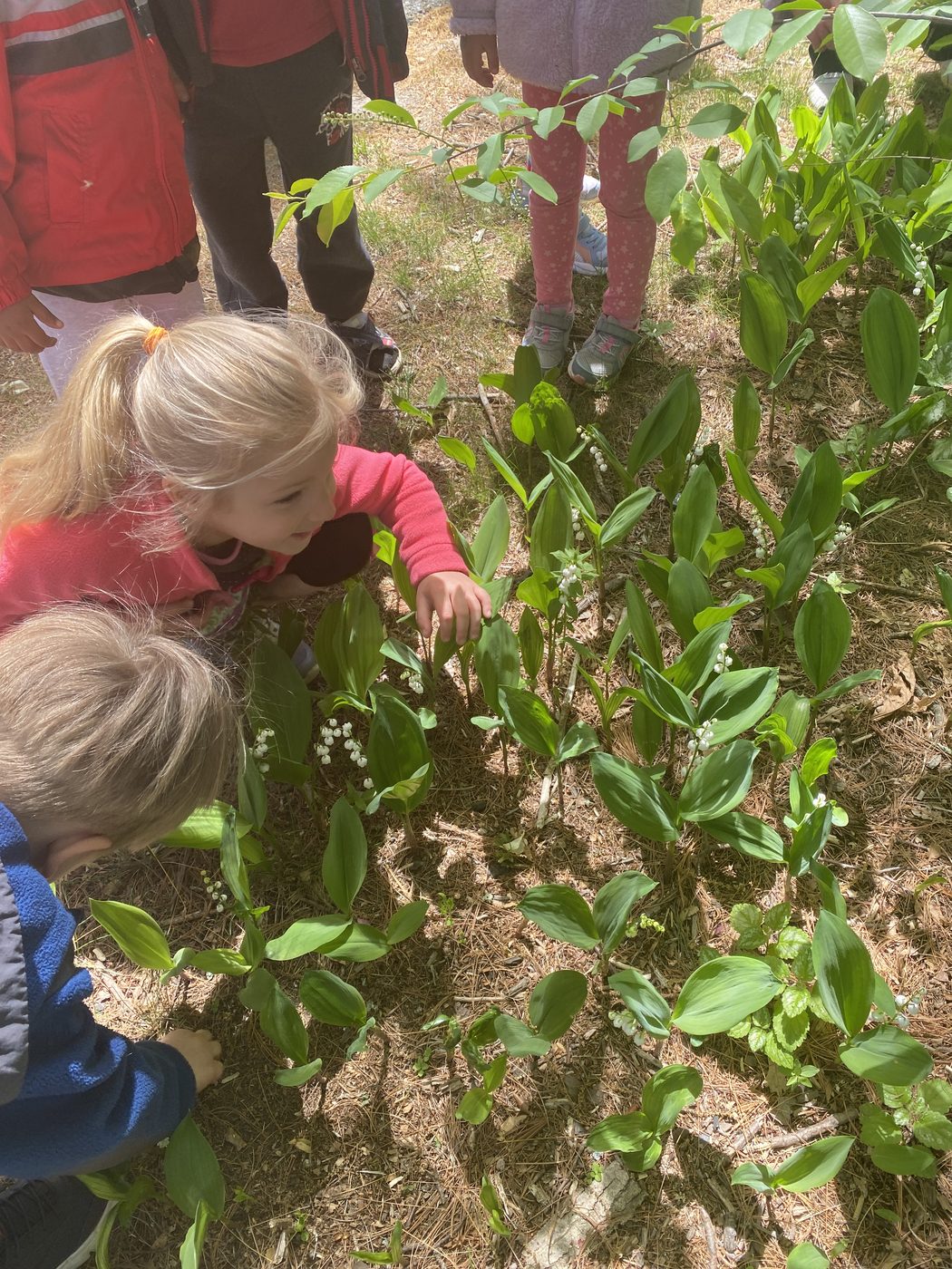Children exploring plants during outdoor nature exploration